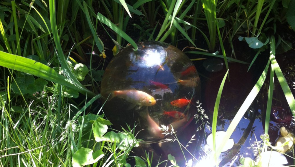 Eine Fischkugel passt in den kleinsten Gartenteich (Foto: Handtuchgarten.de)