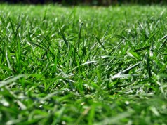 Auch im Schatten kann dichter, sattgrüner Rasen gelingen - dank spezieller Samenmischungen für Schattenrasen.