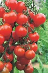 Regelmäßiges Ausgeizen der Tomaten führt zu deutlich größeren Tomatenernten (Foto: Dehner)