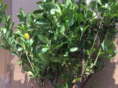 Hervorragende Buchsbaum Alternativen: Rein äußerlich ist Ilex Crenata nicht von Buchsbaum zu unterscheiden.