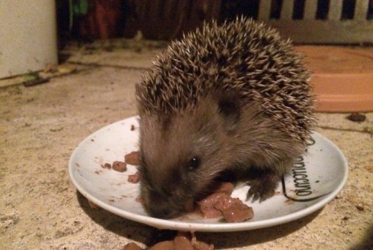 Wenn Sie junge Igel richtig füttern, sind sie für den Winterschlaf bestens gerüstet.