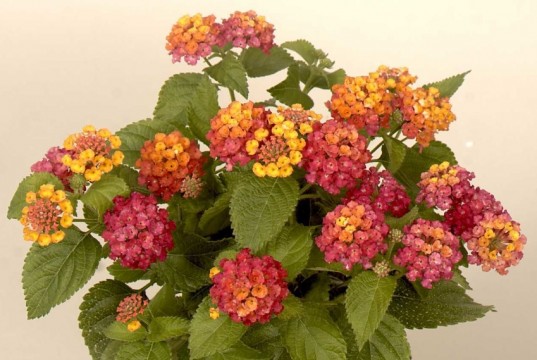 Das Wandelröschen und andere kälteempfindliche Kübelpflanzen transportieren Sie vor den ersten Nachtfrösten in Keller oder Flur (Foto: Dehner)