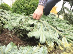 Rosen überwintern am besten unter einer Reisigschicht. Tannenreisig gibt es zum Beispiel in den Dehner Gartenmärkten ( Foto: Dehner)