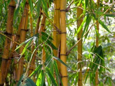 Bambus der Sorte Phyllostachys lässt sich nur mit einer Bambus Rhizomsperre in Schach halten.