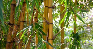 Bambus der Sorte Phyllostachys lässt sich nur mit einer Bambus Rhizomsperre in Schach halten.