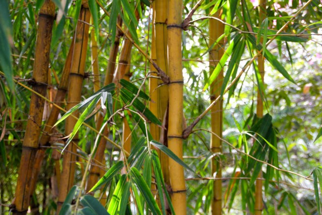 Bambus der Sorte Phyllostachys lässt sich nur mit einer Bambus Rhizomsperre in Schach halten.