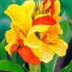 Canna-Cleopatra-BAL-Handtuchgarten-de