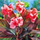 Canna-Pink-Sunburst-BAL-Handtuchgarten-de