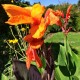 Canna-orange-Handtuchgarten-de