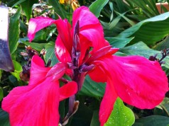 Bei Versendern finden Sie eine riesige Auswahl an Canna-Sorten- hier eine pink-rote Sorte.