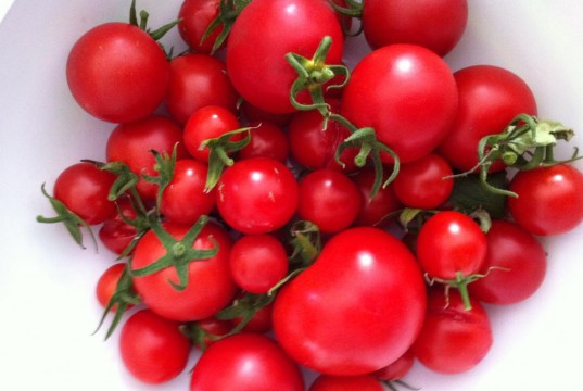 Für den Freilandanbau sind besonders widerstandsfähige Tomaten-Sorten geeignet.