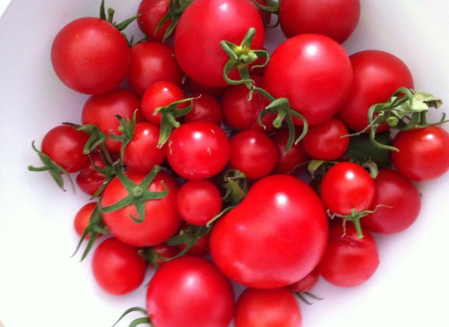 Für den Freilandanbau sind besonders widerstandsfähige Tomaten-Sorten geeignet.