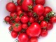 Für den Freilandanbau sind besonders widerstandsfähige Tomaten-Sorten geeignet.