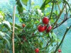 Tomatenhaus kaufen: Ein Tomatenhaus bietet den empfindlichen Tomaten Schutz vor Regen und Hagel.