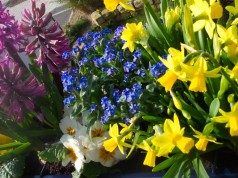 Start in die Gartensaison: Mit der Garten-Checkliste März sind Sie bestens vorbereitet.