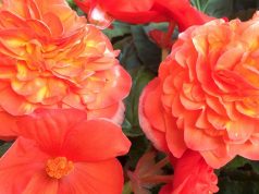Begonien, Dahlien, Blumenrohr: Am QVC Gartentag 2018 bekommen Sie Knollen-Raritäten in Top-Qualität.