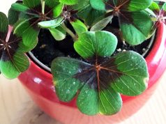 Wer Glücksklee nach Silvester weiterpflegt, kultiviert das Glück bis weit ins neue Jahr hinein (Foto: Handtuchgarten.de)
